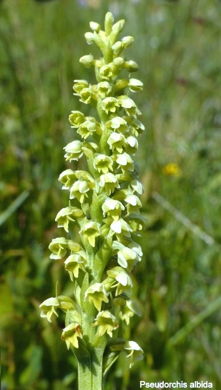 Pseudorchis albida e la variante tricuspis nel Parco nazionale del Gran Sasso e Laga